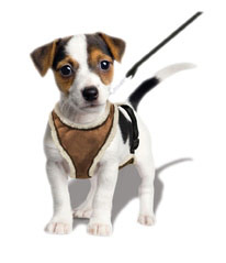 Davison Produced Product Invention: Pugz Harness